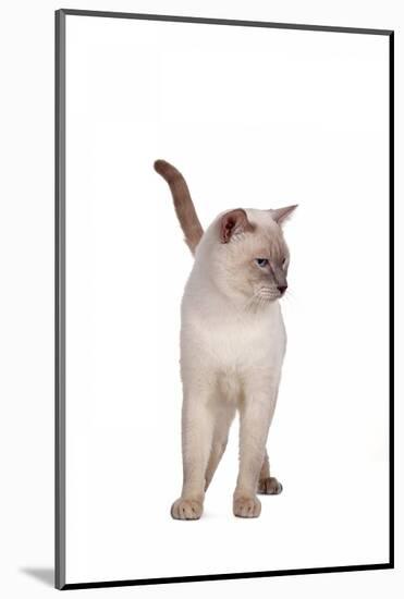 Siamese Thai Cat-Fabio Petroni-Mounted Photographic Print