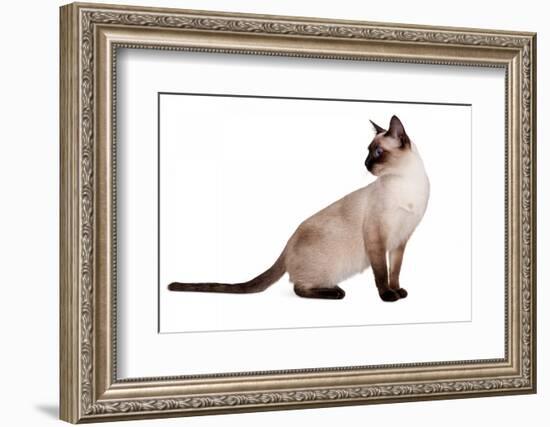 Siamese Thai Cat-Fabio Petroni-Framed Photographic Print