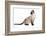 Siamese Thai Cat-Fabio Petroni-Framed Photographic Print