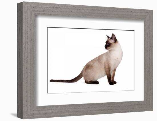 Siamese Thai Cat-Fabio Petroni-Framed Photographic Print