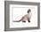 Siamese Thai Cat-Fabio Petroni-Framed Photographic Print