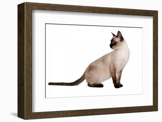 Siamese Thai Cat-Fabio Petroni-Framed Photographic Print