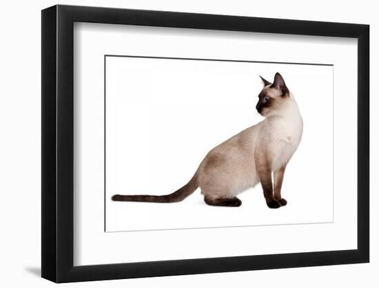 Siamese Thai Cat-Fabio Petroni-Framed Photographic Print