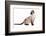 Siamese Thai Cat-Fabio Petroni-Framed Photographic Print