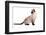 Siamese Thai Cat-Fabio Petroni-Framed Photographic Print