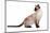 Siamese Thai Cat-Fabio Petroni-Mounted Photographic Print