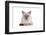 Siamese Thai Cat-Fabio Petroni-Framed Photographic Print