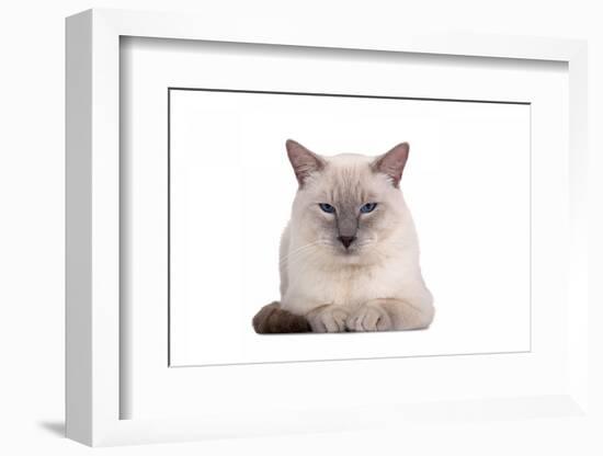 Siamese Thai Cat-Fabio Petroni-Framed Photographic Print