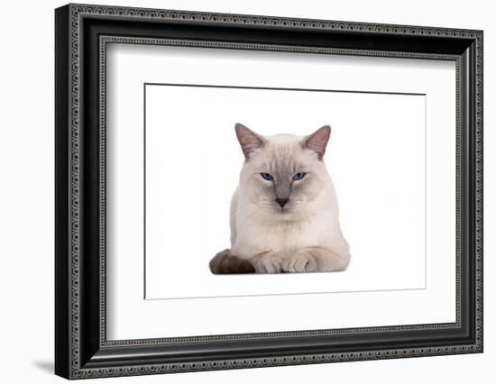 Siamese Thai Cat-Fabio Petroni-Framed Photographic Print