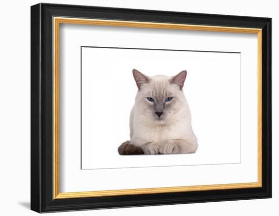 Siamese Thai Cat-Fabio Petroni-Framed Photographic Print