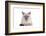 Siamese Thai Cat-Fabio Petroni-Framed Photographic Print