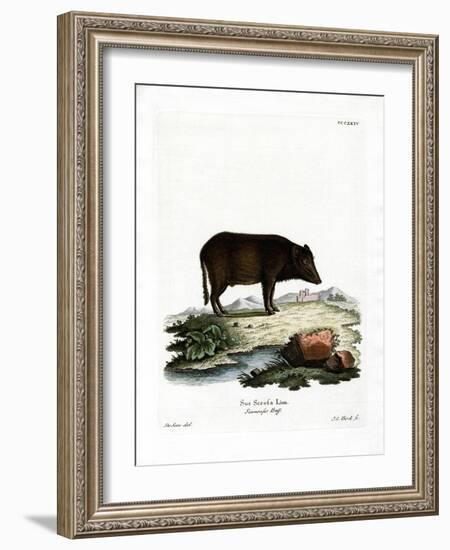 Siamese Wild Boar-null-Framed Giclee Print