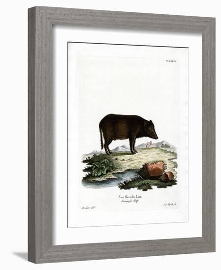 Siamese Wild Boar-null-Framed Giclee Print