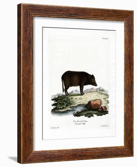 Siamese Wild Boar-null-Framed Giclee Print