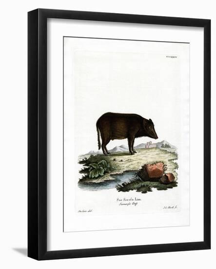 Siamese Wild Boar-null-Framed Giclee Print