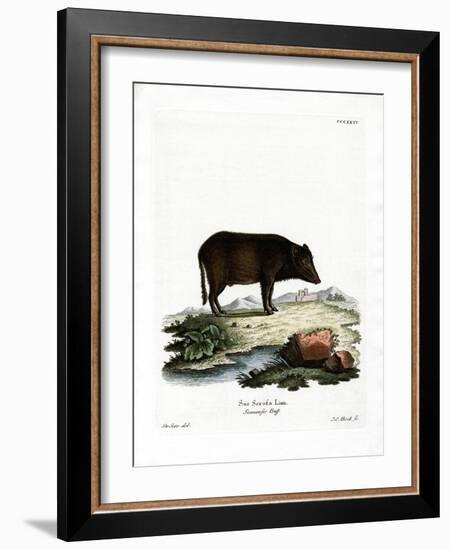 Siamese Wild Boar-null-Framed Giclee Print