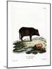 Siamese Wild Boar-null-Mounted Giclee Print