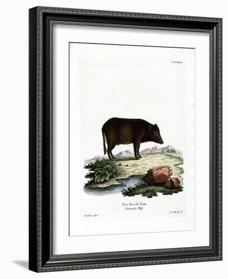 Siamese Wild Boar-null-Framed Giclee Print