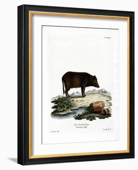 Siamese Wild Boar-null-Framed Giclee Print