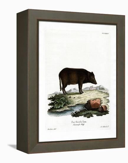 Siamese Wild Boar-null-Framed Premier Image Canvas