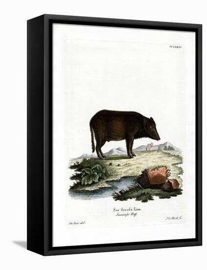 Siamese Wild Boar-null-Framed Premier Image Canvas