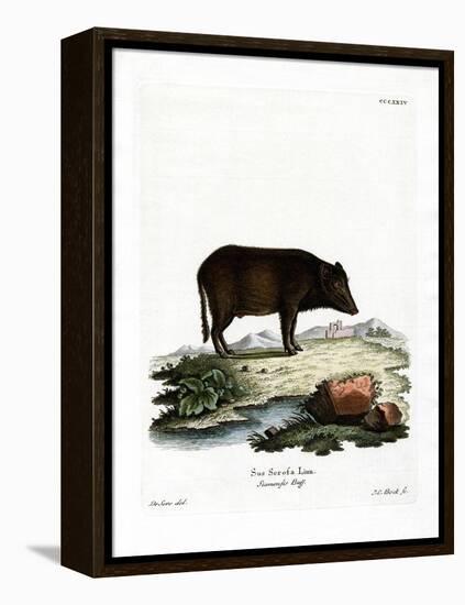 Siamese Wild Boar-null-Framed Premier Image Canvas