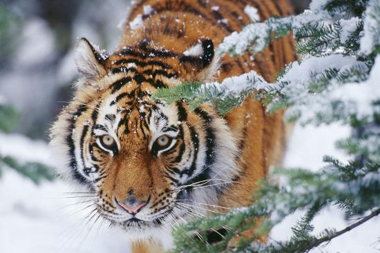 Premium Photographic Print, , large