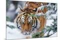 Premium Photographic Print