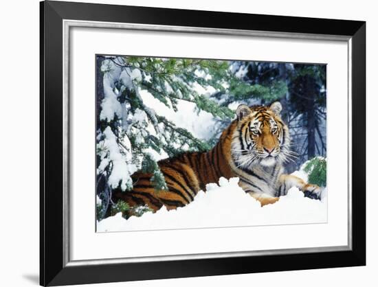 Siberian Amur Tiger Lying in Snow-null-Framed Photographic Print