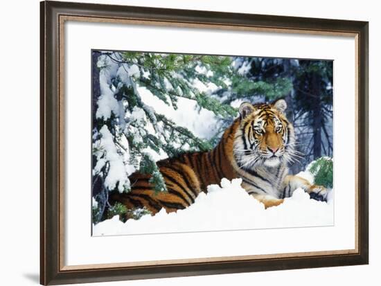 Siberian Amur Tiger Lying in Snow-null-Framed Photographic Print