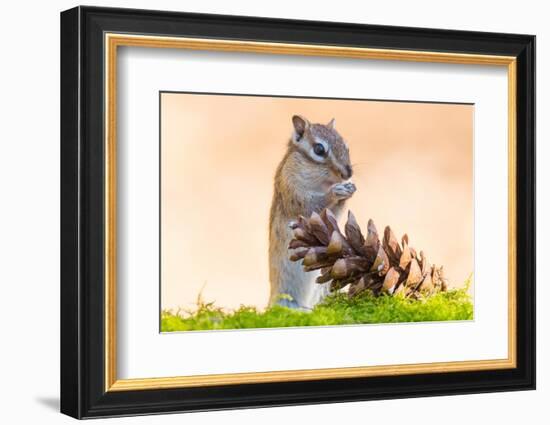 Siberian chipmunk eating pinenuts from pine cone-Edwin Giesbers-Framed Photographic Print