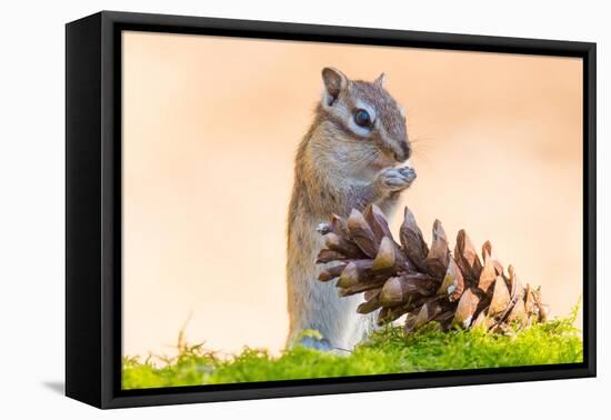 Siberian chipmunk eating pinenuts from pine cone-Edwin Giesbers-Framed Premier Image Canvas