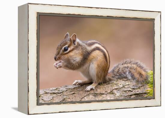 Siberian chipmunk eating, the Netherlands-Edwin Giesbers-Framed Premier Image Canvas