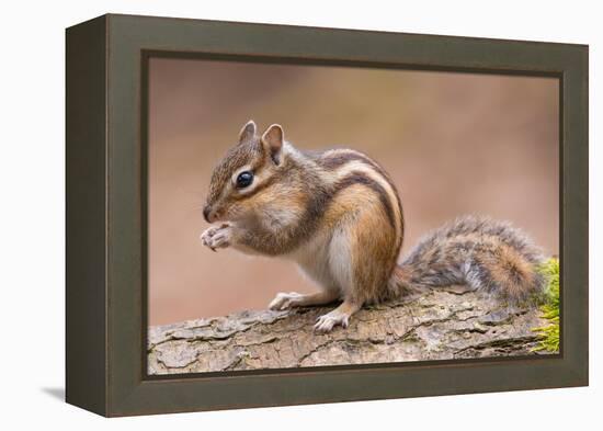 Siberian chipmunk eating, the Netherlands-Edwin Giesbers-Framed Premier Image Canvas