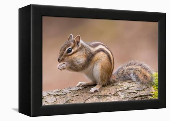 Siberian chipmunk eating, the Netherlands-Edwin Giesbers-Framed Premier Image Canvas