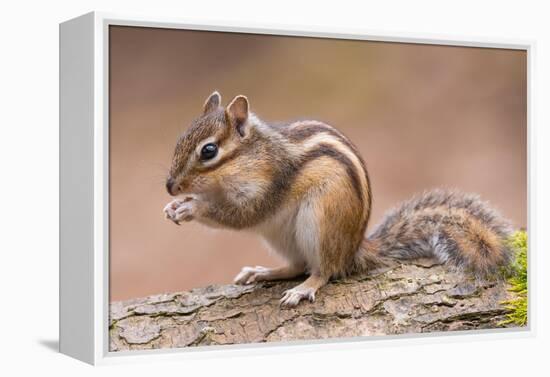 Siberian chipmunk eating, the Netherlands-Edwin Giesbers-Framed Premier Image Canvas