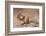 Siberian chipmunk eating, the Netherlands-Edwin Giesbers-Framed Photographic Print