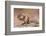 Siberian chipmunk eating, the Netherlands-Edwin Giesbers-Framed Photographic Print