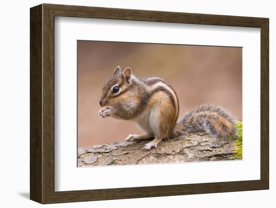 Siberian chipmunk eating, the Netherlands-Edwin Giesbers-Framed Photographic Print