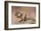 Siberian chipmunk eating, the Netherlands-Edwin Giesbers-Framed Photographic Print