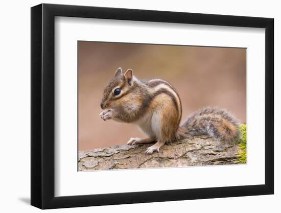 Siberian chipmunk eating, the Netherlands-Edwin Giesbers-Framed Photographic Print