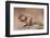 Siberian chipmunk eating, the Netherlands-Edwin Giesbers-Framed Photographic Print