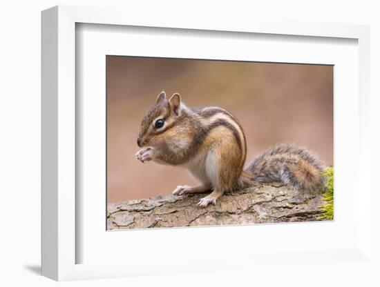 Siberian chipmunk eating, the Netherlands-Edwin Giesbers-Framed Photographic Print