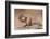 Siberian chipmunk eating, the Netherlands-Edwin Giesbers-Framed Photographic Print