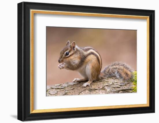 Siberian chipmunk eating, the Netherlands-Edwin Giesbers-Framed Photographic Print