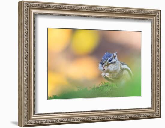 Siberian chipmunk eating, with full cheeks, The Netherlands-Edwin Giesbers-Framed Photographic Print