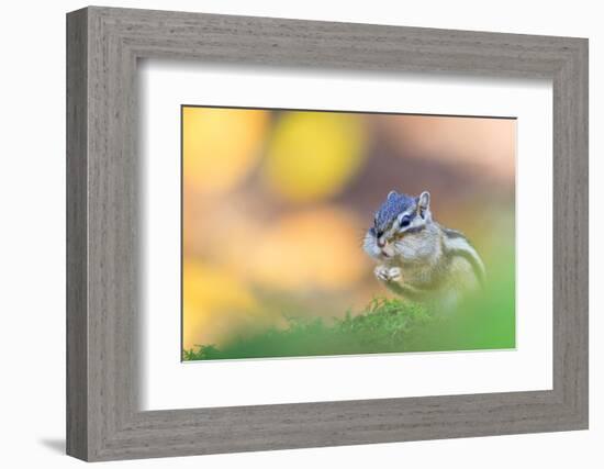 Siberian chipmunk eating, with full cheeks, The Netherlands-Edwin Giesbers-Framed Photographic Print