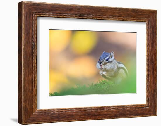 Siberian chipmunk eating, with full cheeks, The Netherlands-Edwin Giesbers-Framed Photographic Print