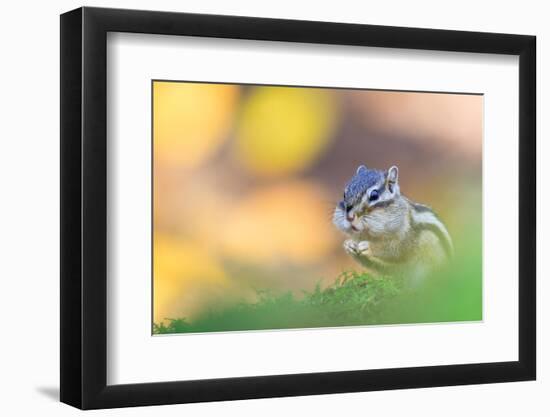 Siberian chipmunk eating, with full cheeks, The Netherlands-Edwin Giesbers-Framed Photographic Print