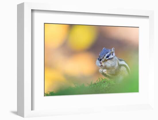 Siberian chipmunk eating, with full cheeks, The Netherlands-Edwin Giesbers-Framed Photographic Print